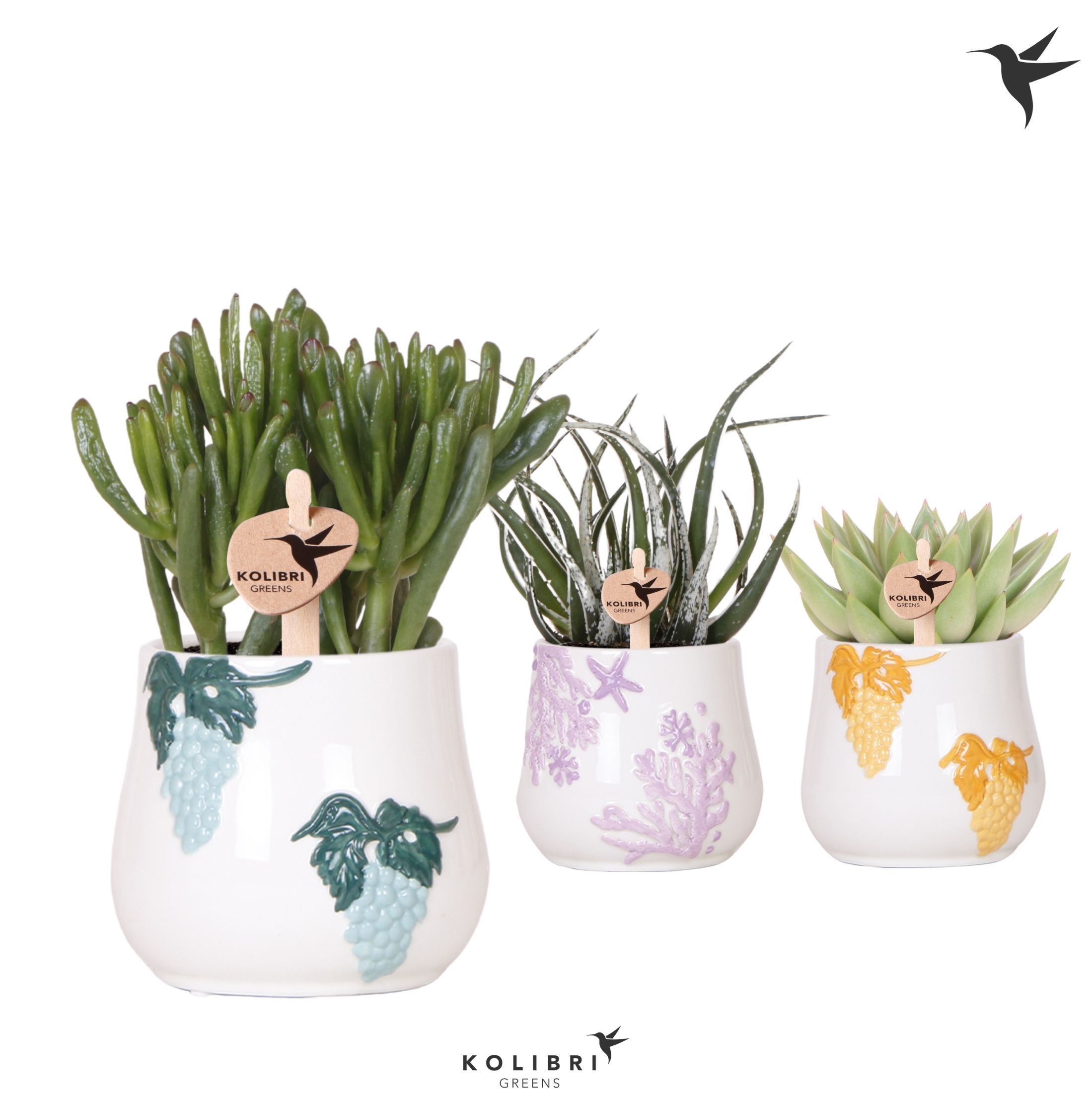 Kolibri Greens Succulenten mix in Coral pot mix, D 9