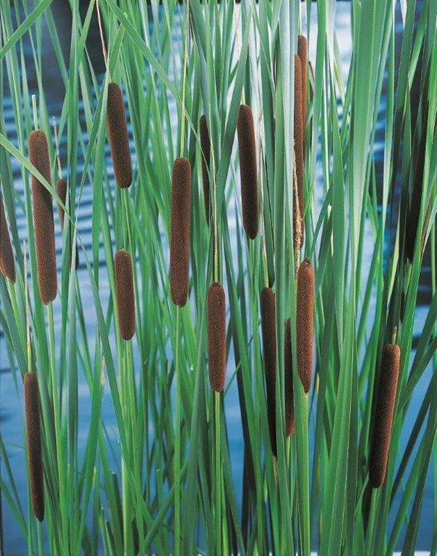 Typha laxmannii, D 9