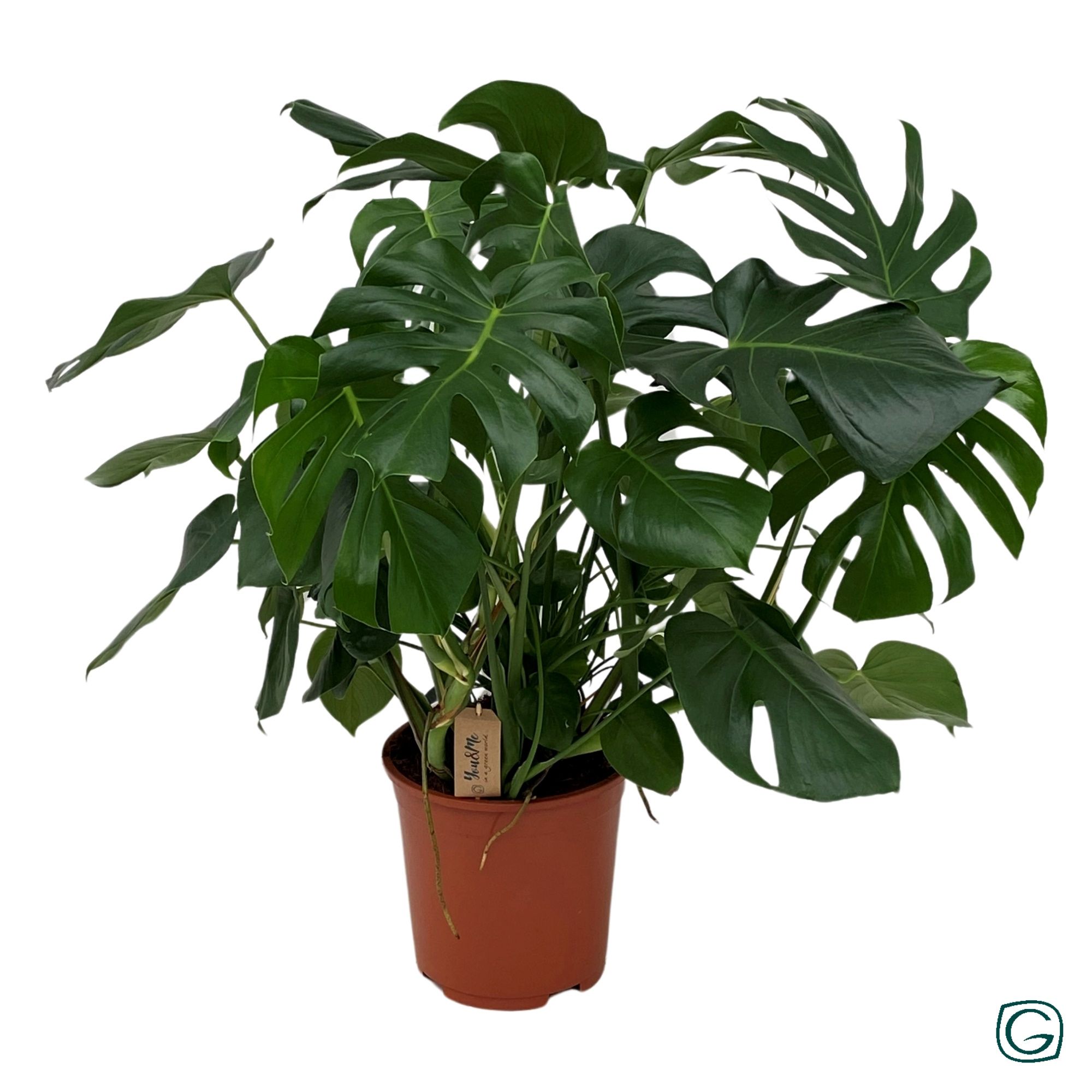 Monstera deliciosa p27, D 27