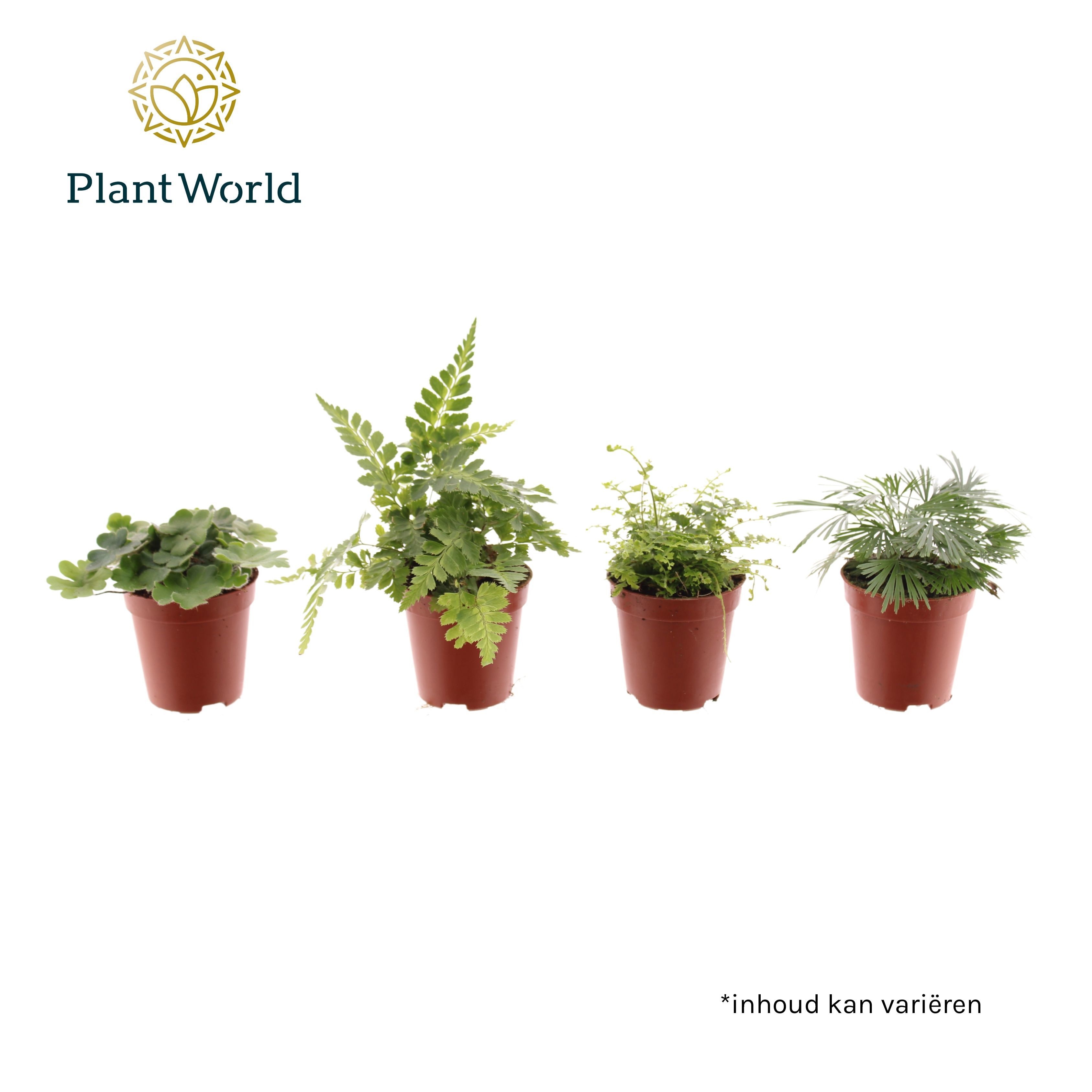 Tiny varen mix, D 5,5