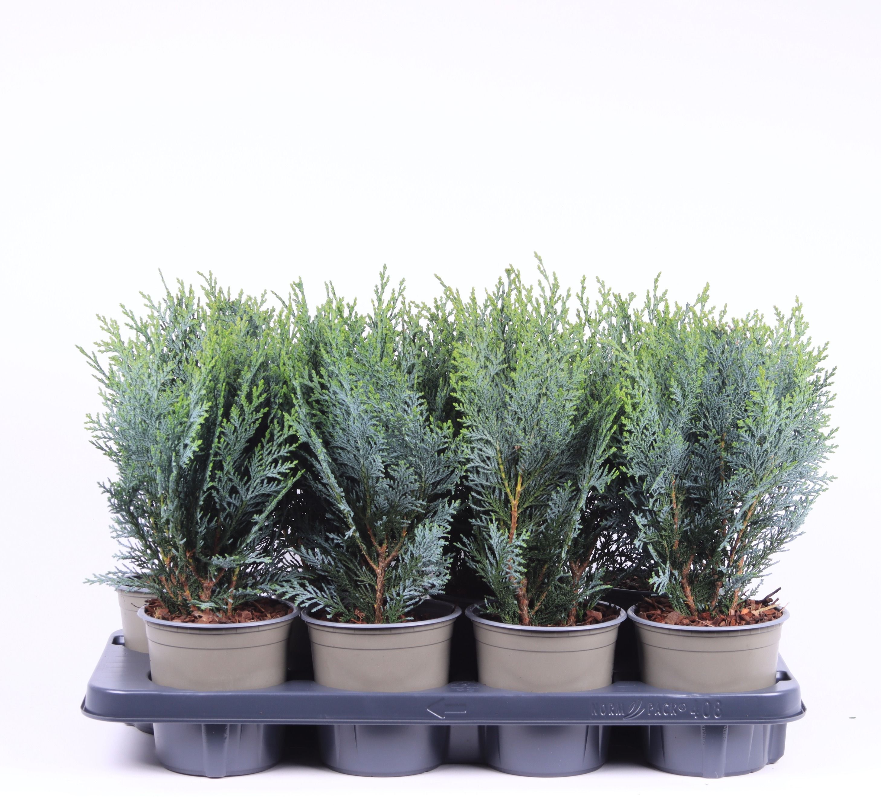 Chamaecyparis lawsoniana 'Pelt's Blue', D 13