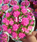 суккулент Карджисонг 14 13