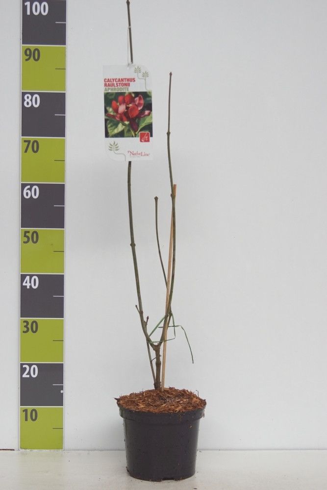 Calycanthus raulst. 'Hartlage Wine' C 3, D 19