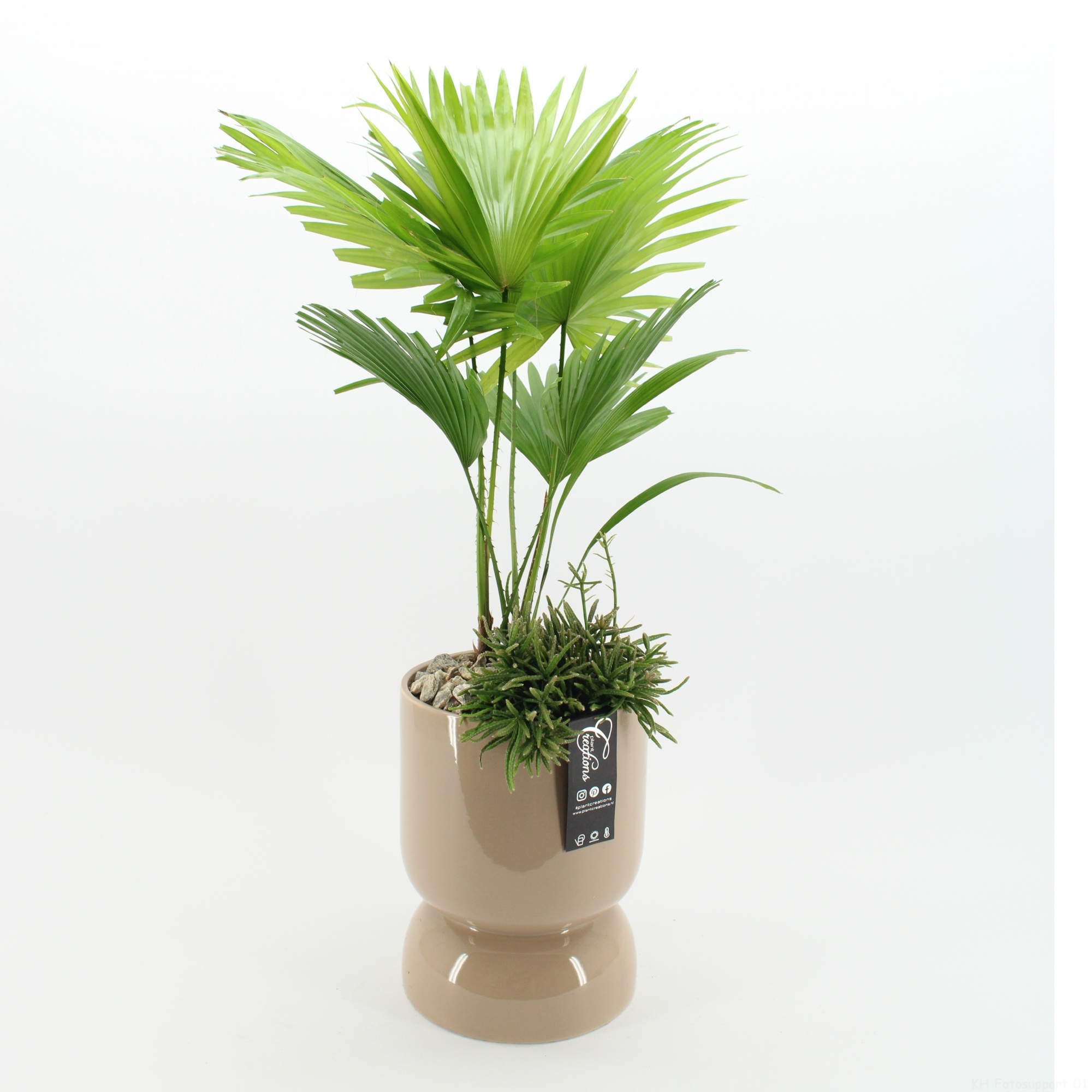 GRCR-2624 Green Essentials, D 19