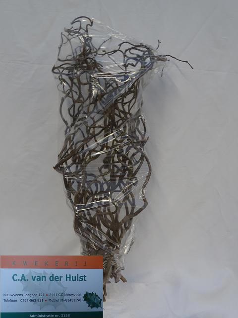 Корилус Конторта 60, шт.