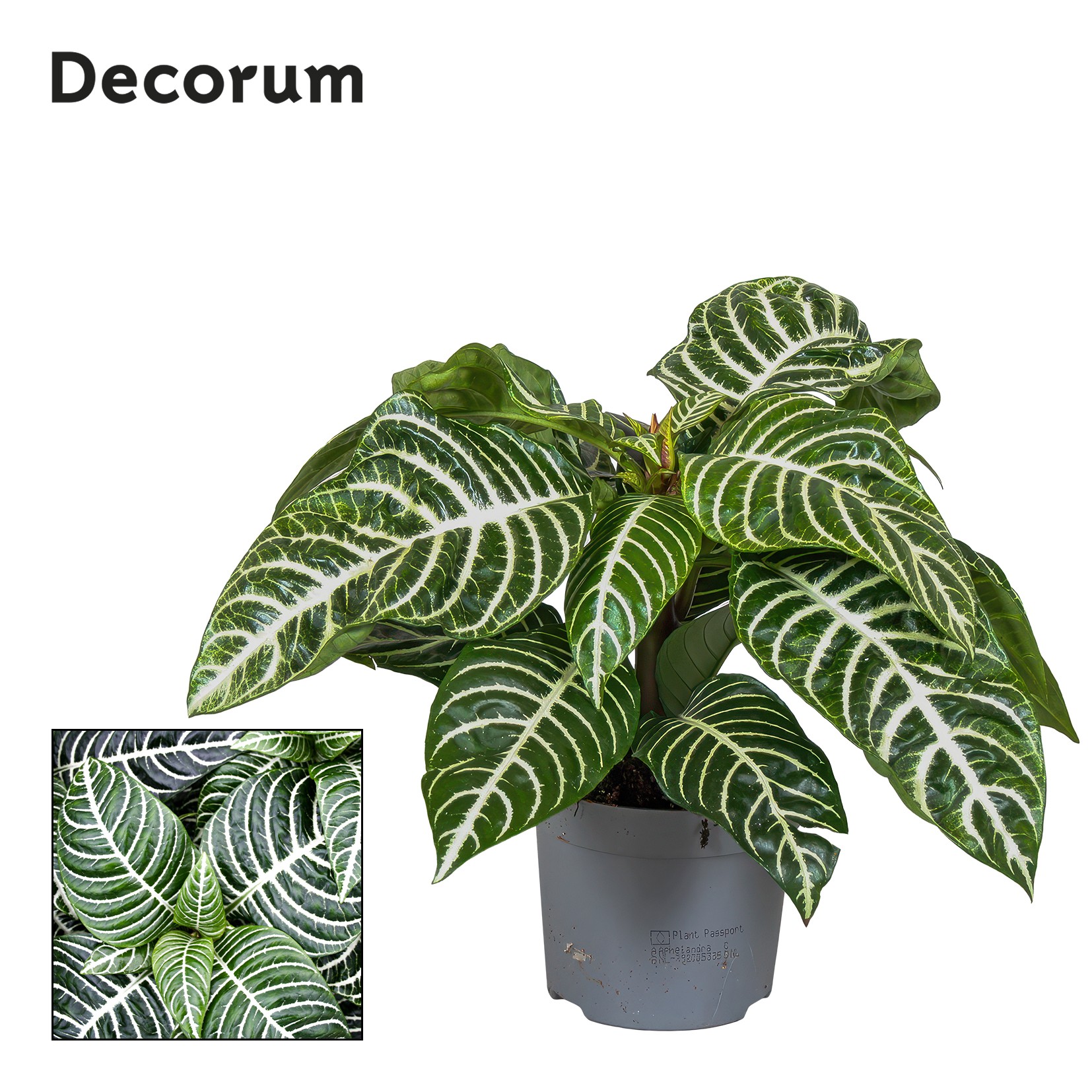 Botanica Aphelandra Green Decorum, D 13