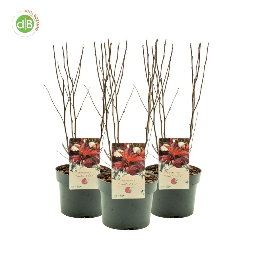 Physocarpus op. 'Diable dÓr, D 19