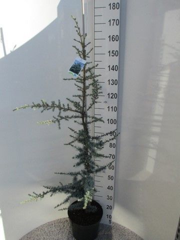 Cedrus libani Glauca 120-140 P30, D 30