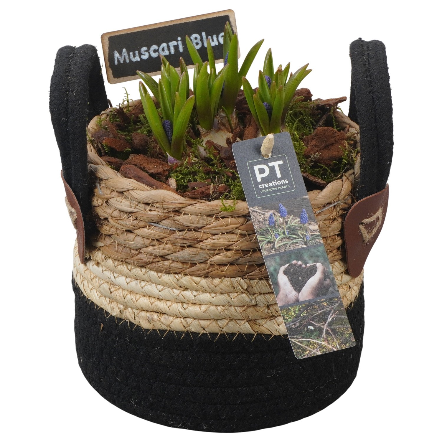 PTMB6216 Arrangement Muscari Blue in riet mand, D 13