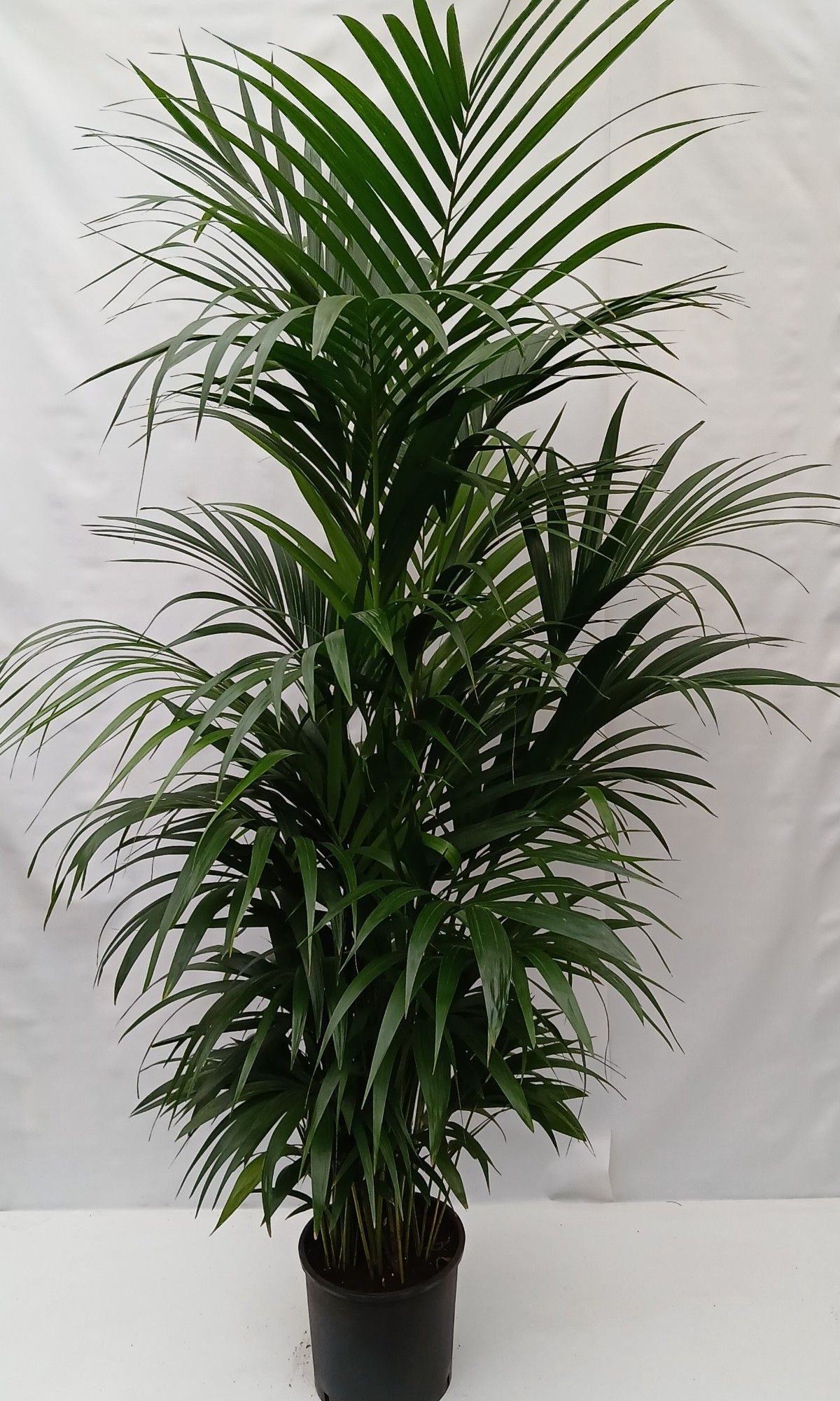 Howea forsteriana, D 27
