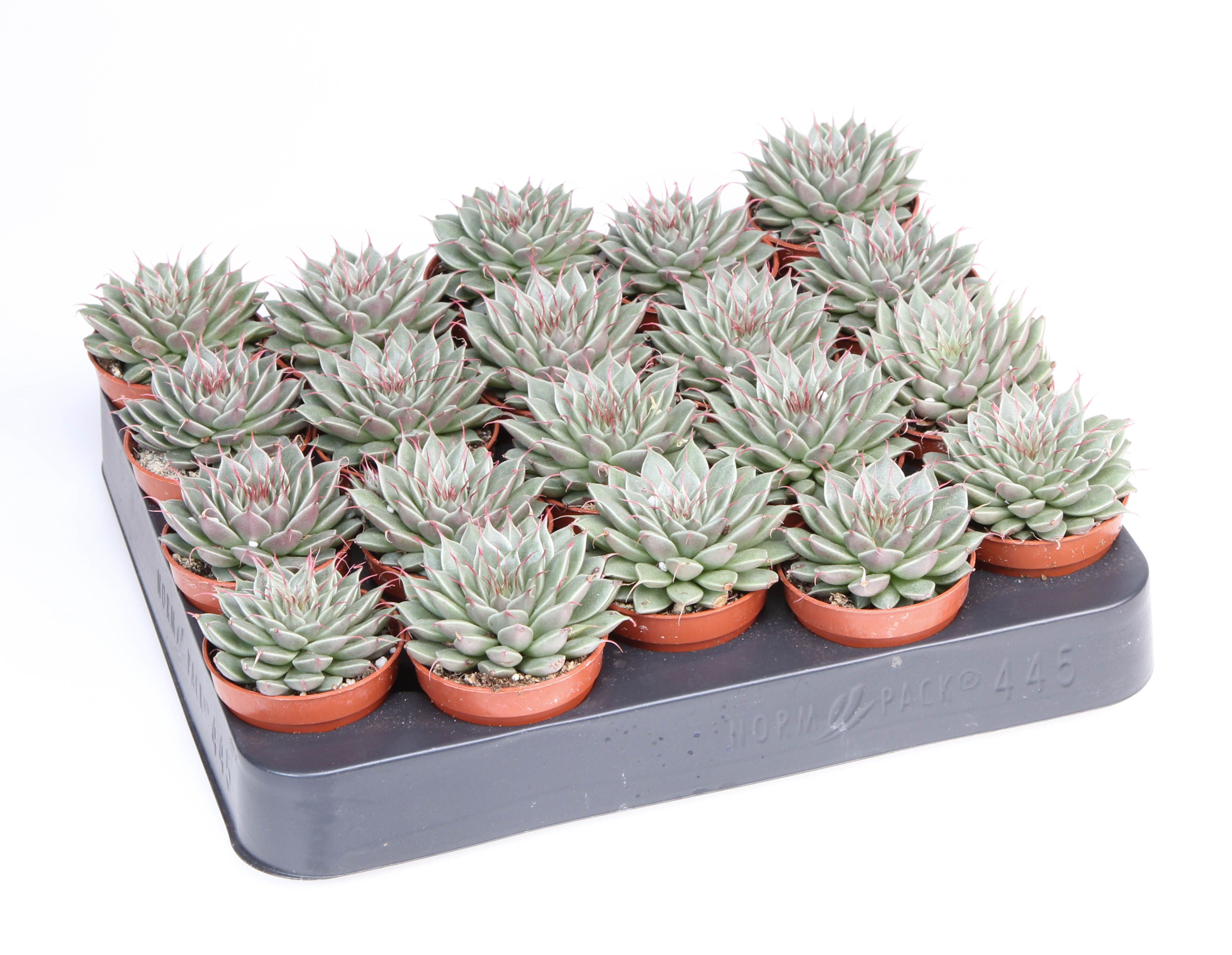 Graptopetalum filiferum, D 5,5