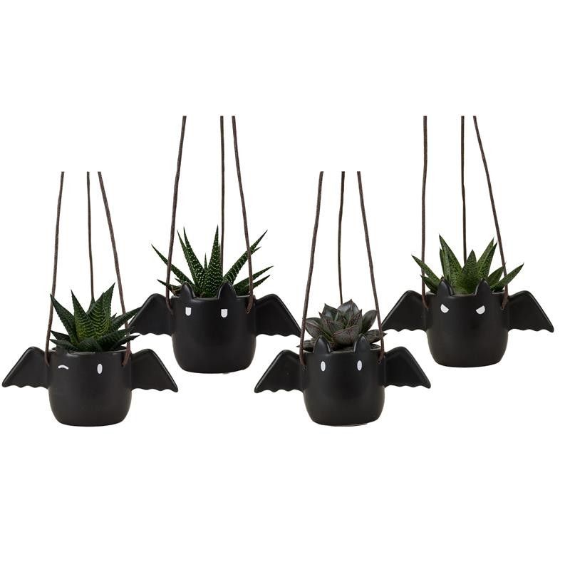 Flappy with Succulent mix, D 6