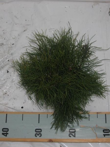 Pinus mugo mughus, D 13