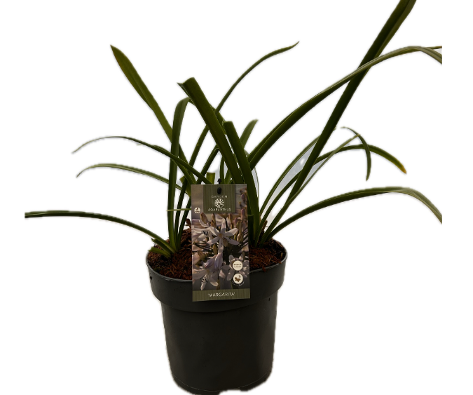 Agapanthus 'Margarita' P22 GARDEN, D 22