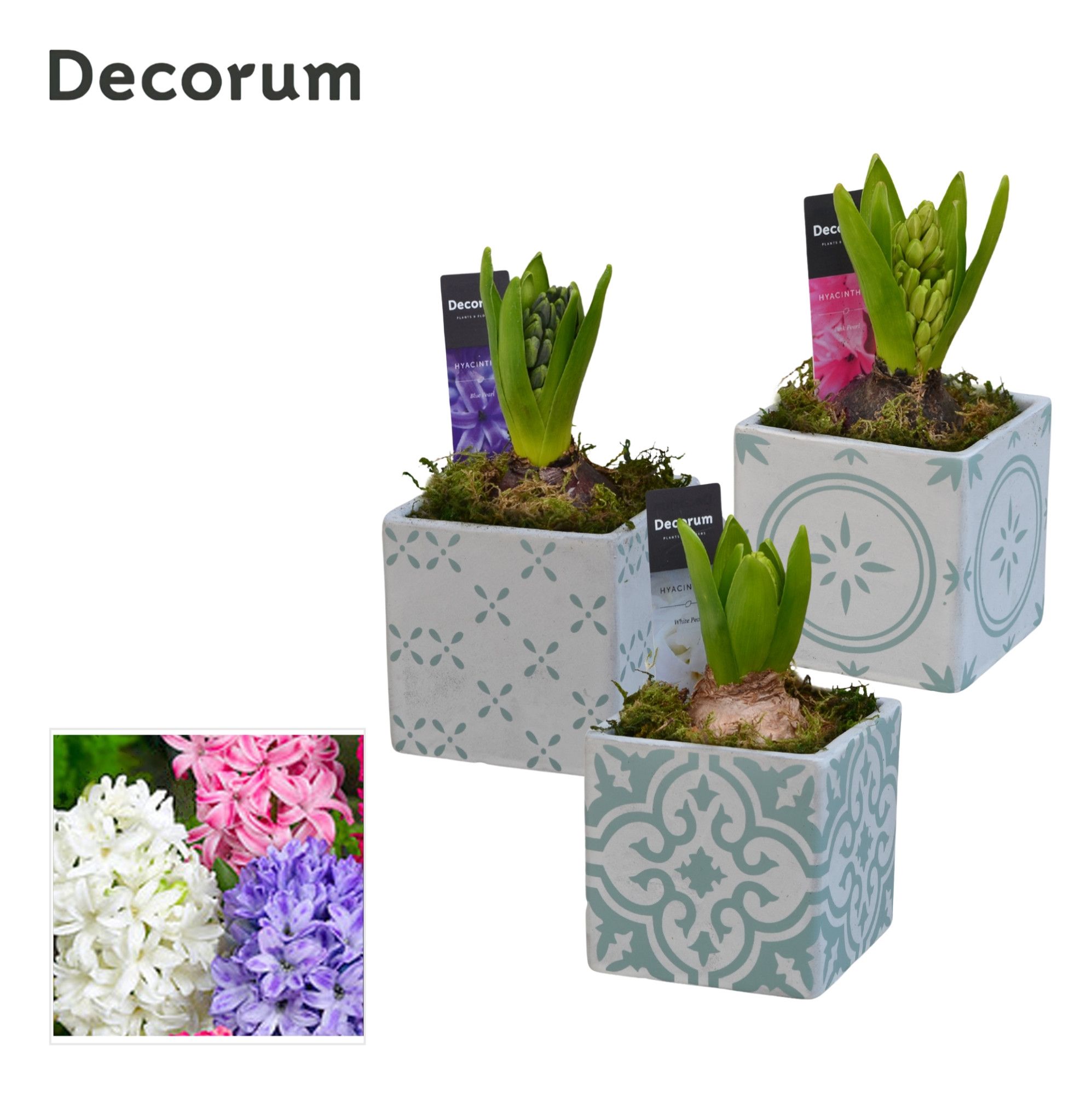 Hyacint Verde Alegre HL14990 [PURE], D 9