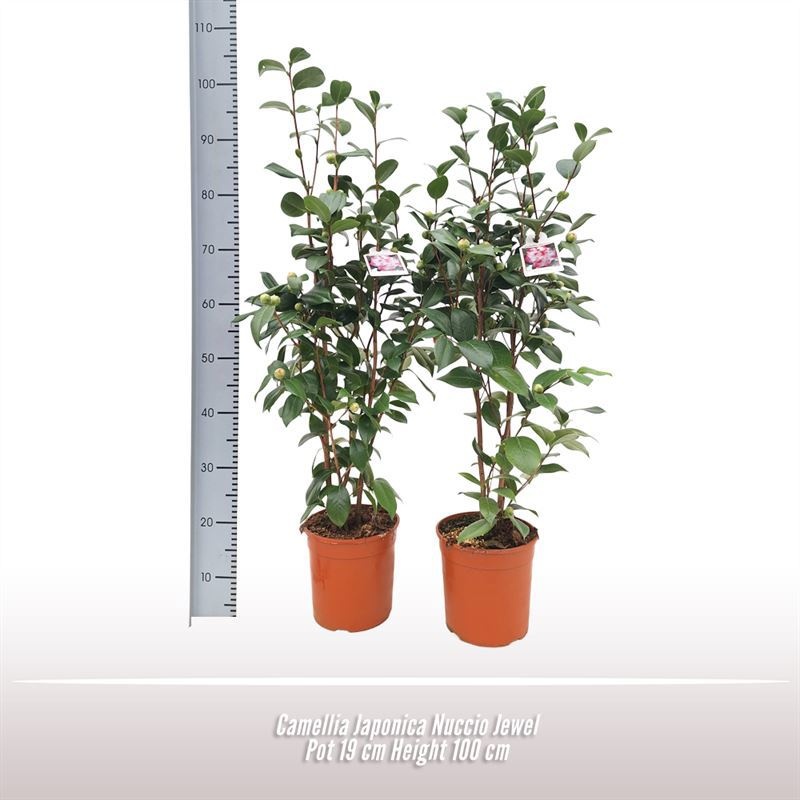 Camellia japonica Nuccio Jewel, D 19