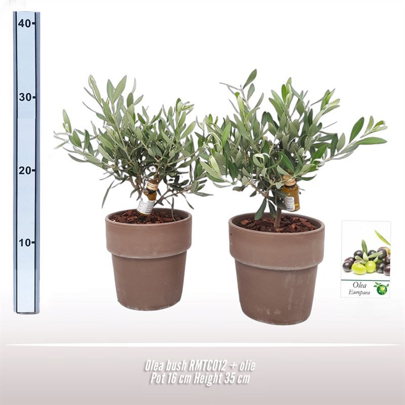 Olea struik 16cm NL RMTC012, D 16