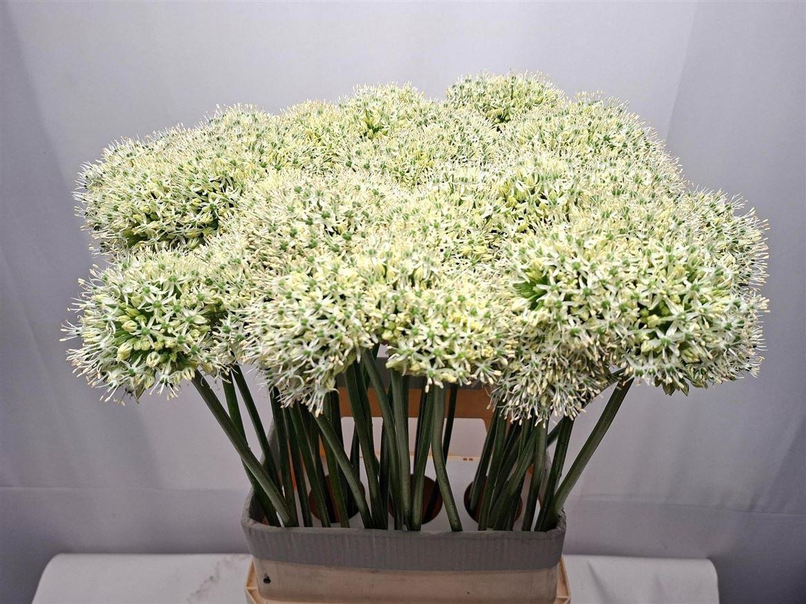 Аллиум Маунт Эверест 90 (бел.), шт.