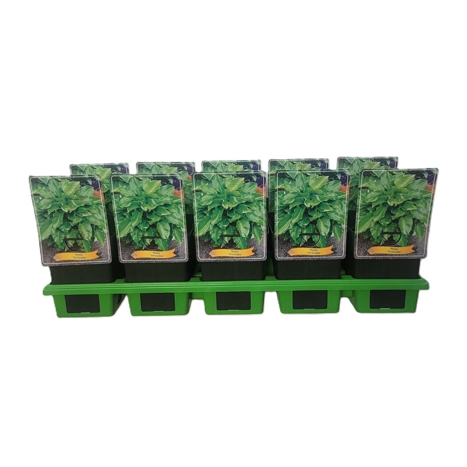 Hosta 'Invincible' P11, D 11