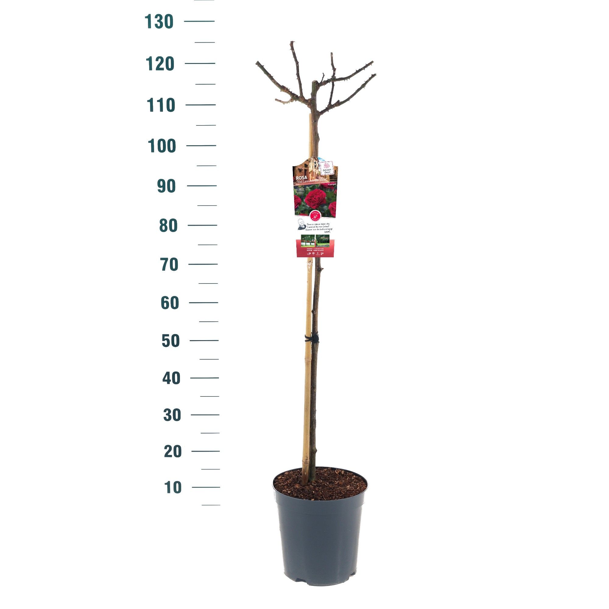 Rosa 'Red Leonardo da Vinci' - 90 Stam - Exclusive Collection, D 24