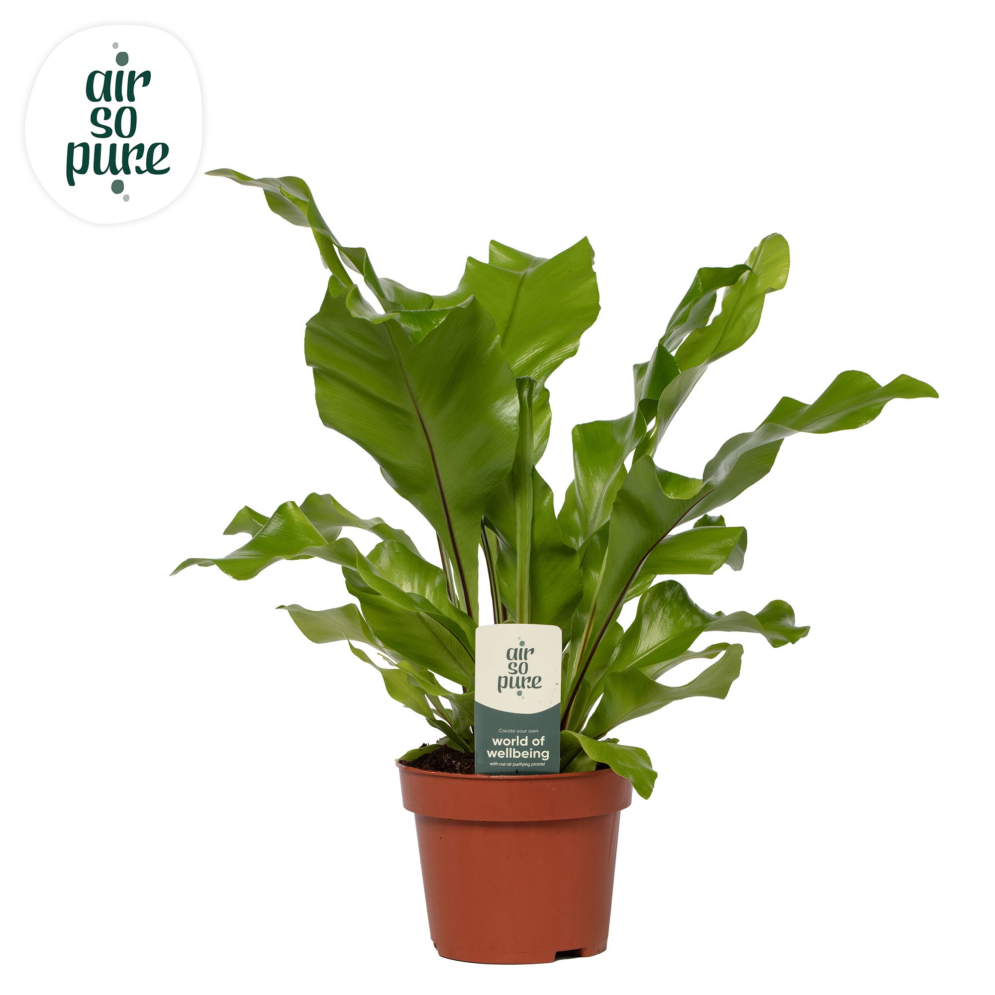 Asplenium nidus - Air So Pure, D 12