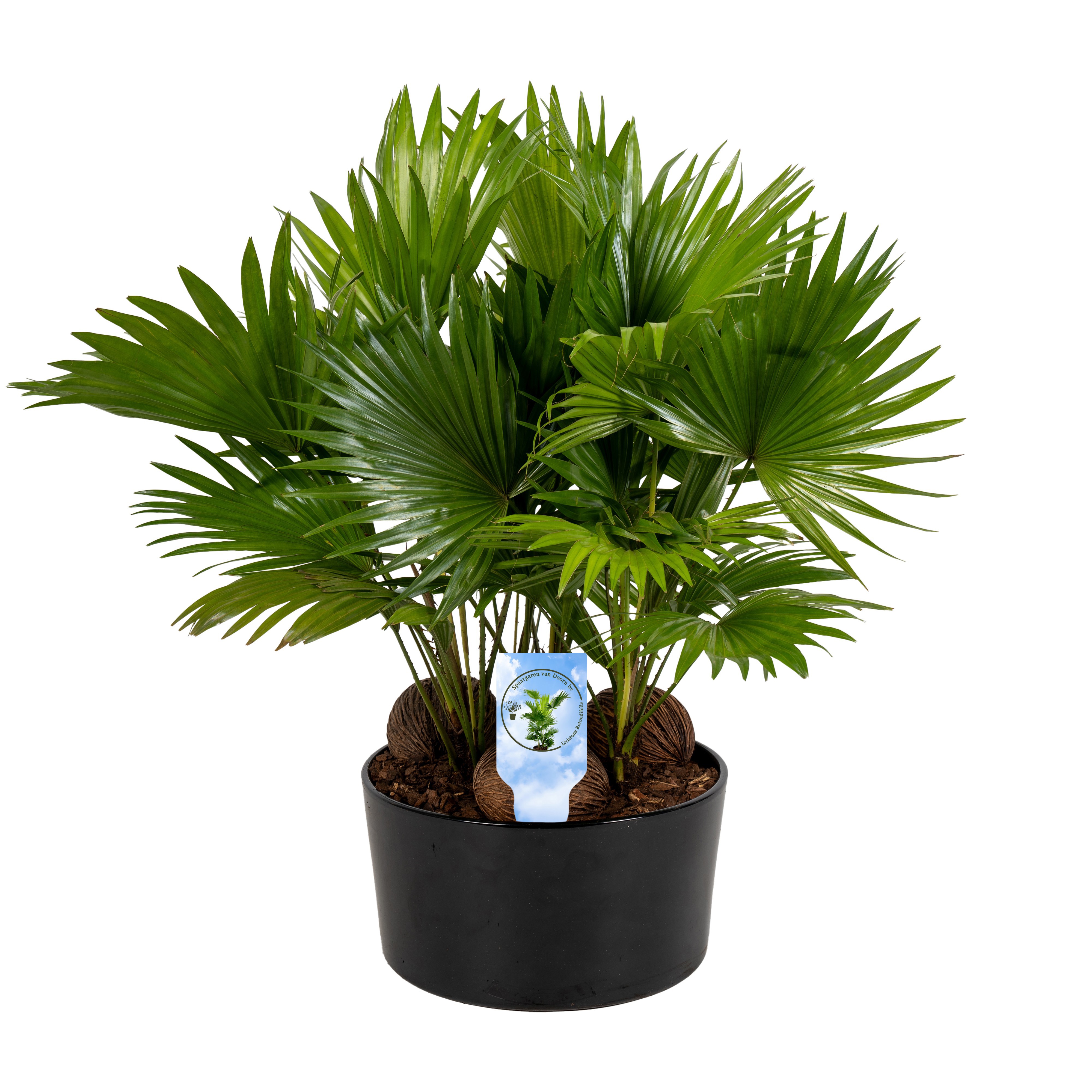 Livistona in Andorra 3 pp black Lucht Zuiverend, D 26