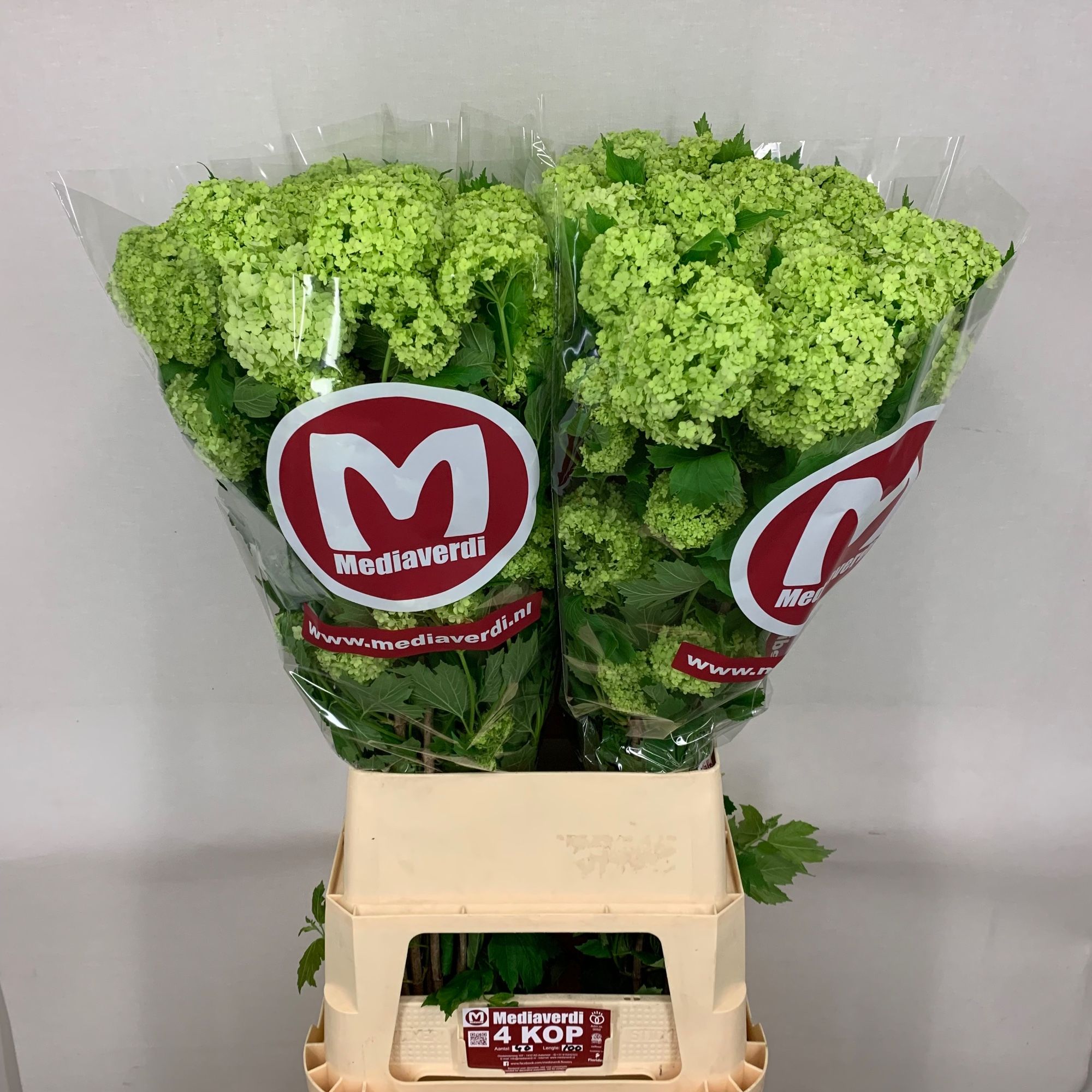 Вибурнум Розеум 100 (зел.), шт.