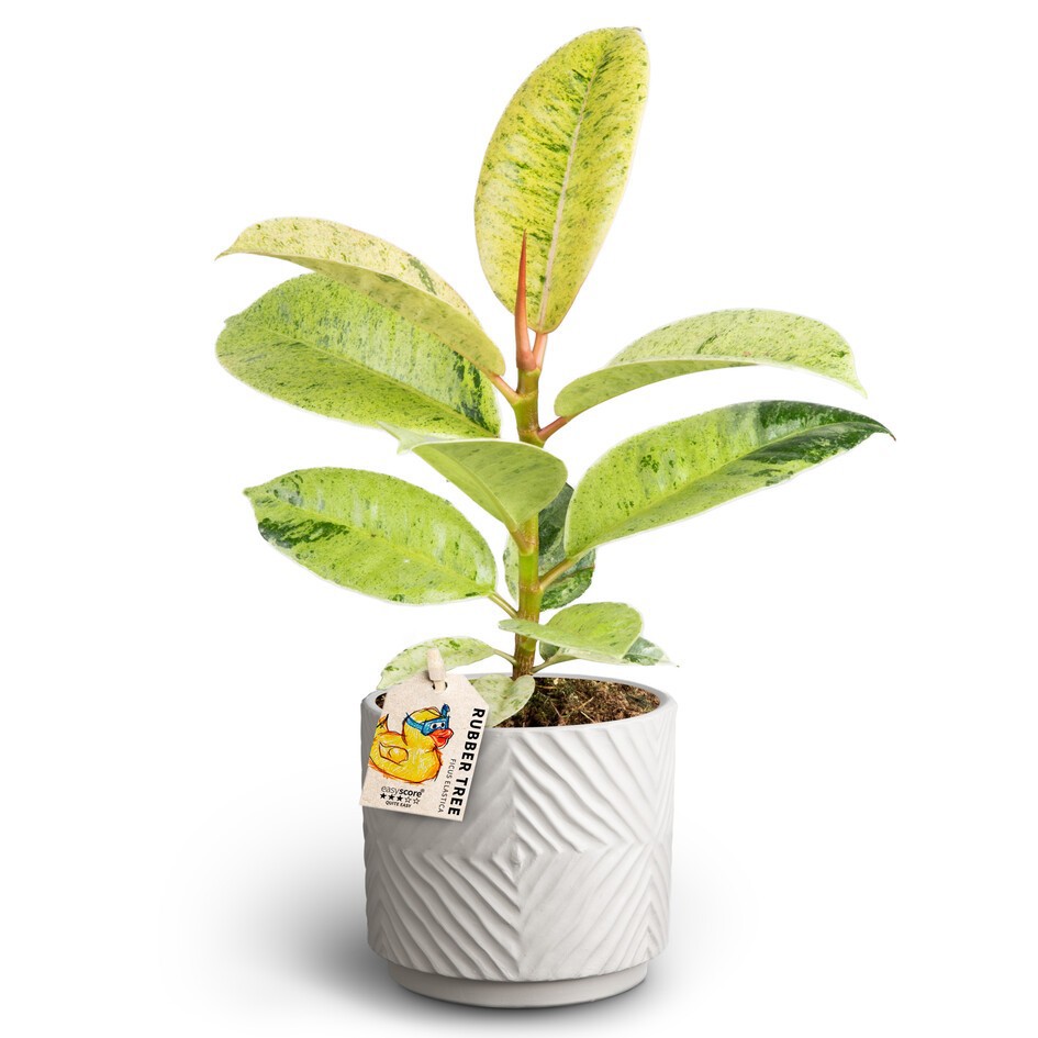 FICUS ELASTICA 40920525 Dune S Shiveriana, D 10