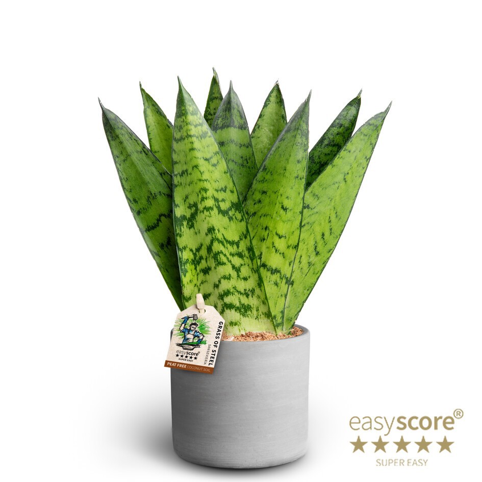 Raw Grey, Sansevieria zeylanica ´Fan´, D 10