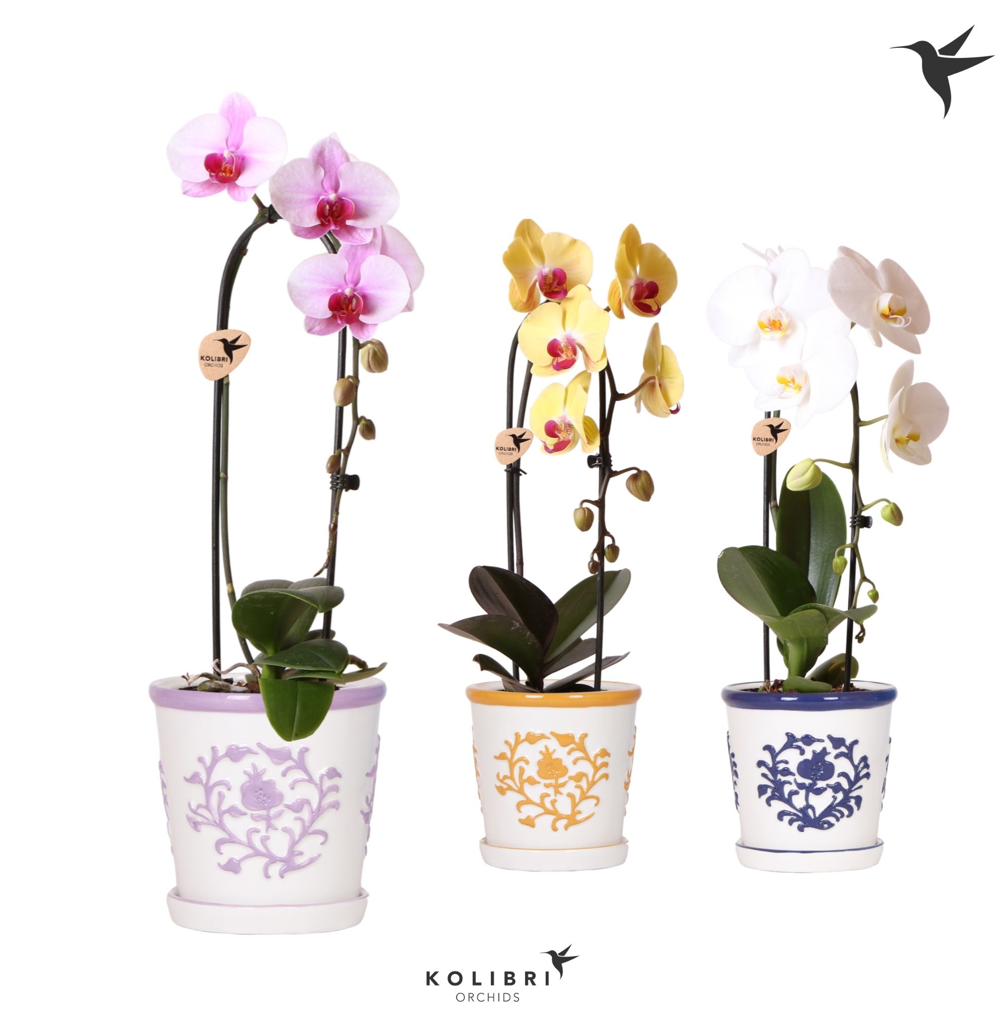 Kolibri Orchids Cascade Niagara Fall mix 1 spike in Malaga pot mix, D 12