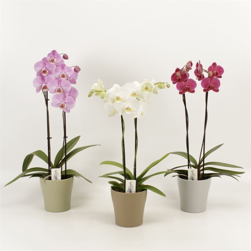 Phalaenopsis gemengd 2 tak gemengd in Modern living keramiek, D 12