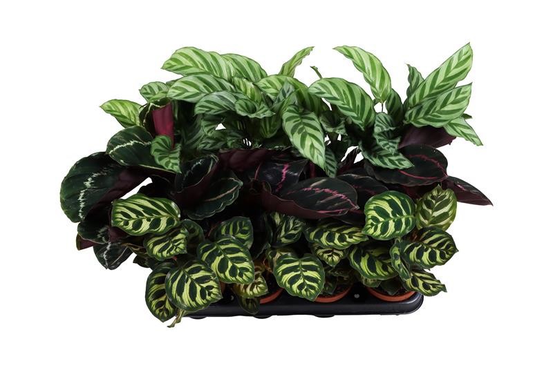 CALATHEA SPECIES MIX, D 9