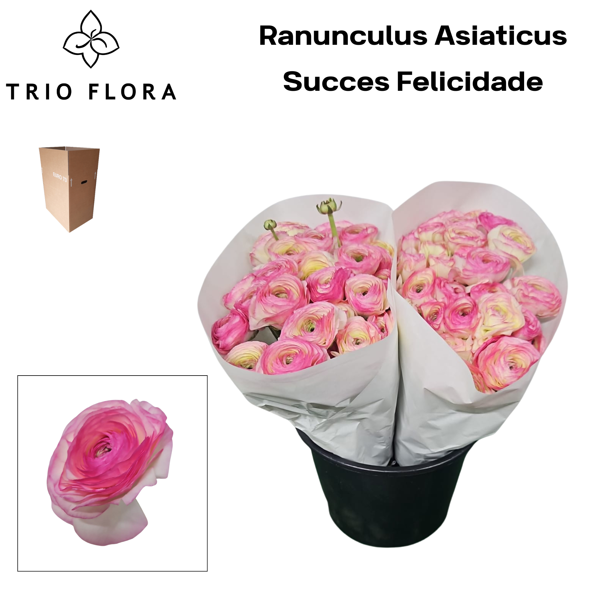 Ранункулус Саксесс Фелисидад 45, шт.