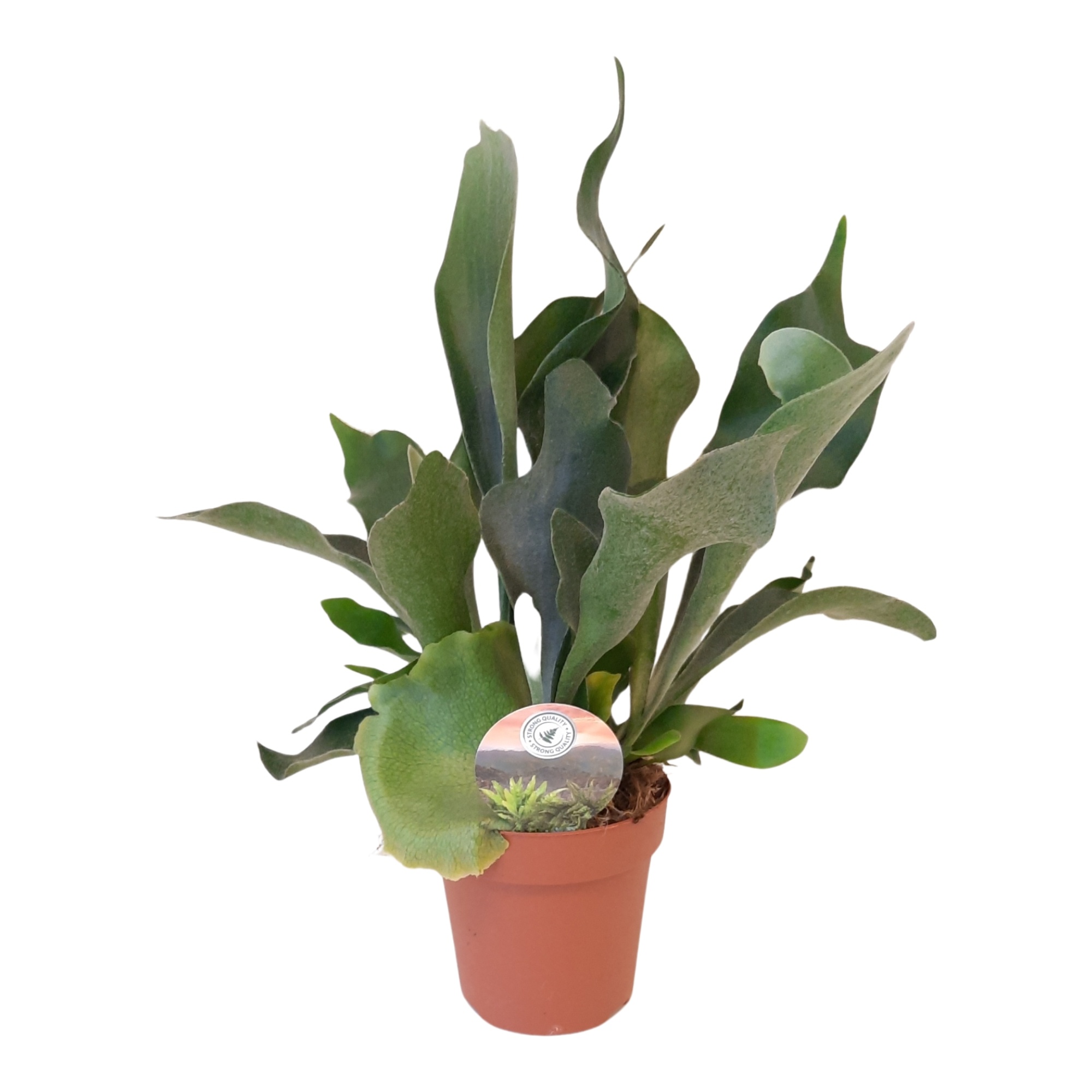 Platycerium bifurcatum, D 12