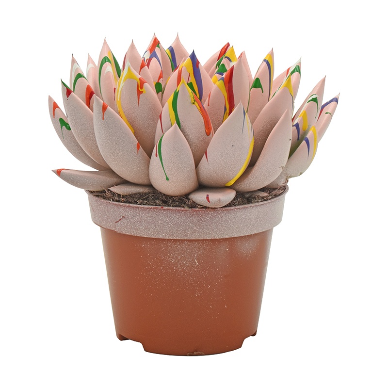 Miranda coloured Splash pastel pink, D 10,5