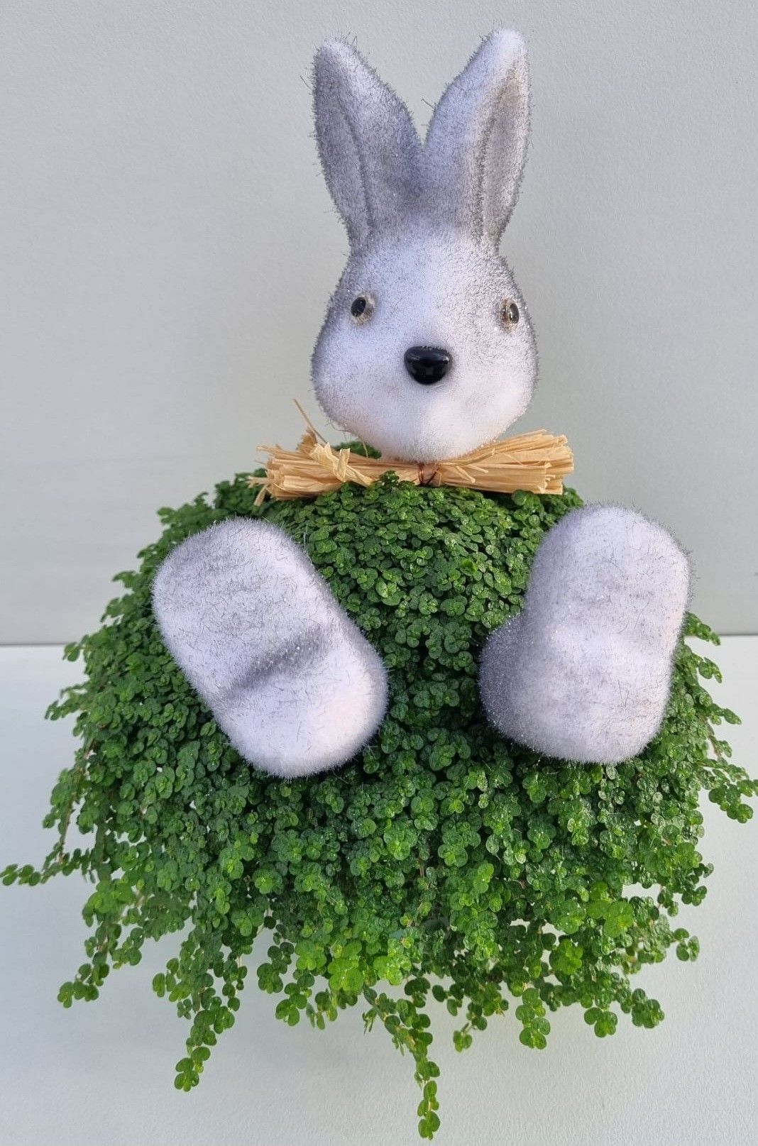 P76 Haas strik grijs, D 13