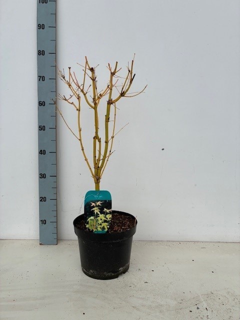 Acer palmatum 'Bi Hoo' P23 Full CC, D 23