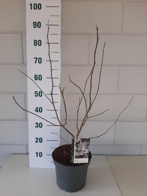 Magnolia stelatta, D 23