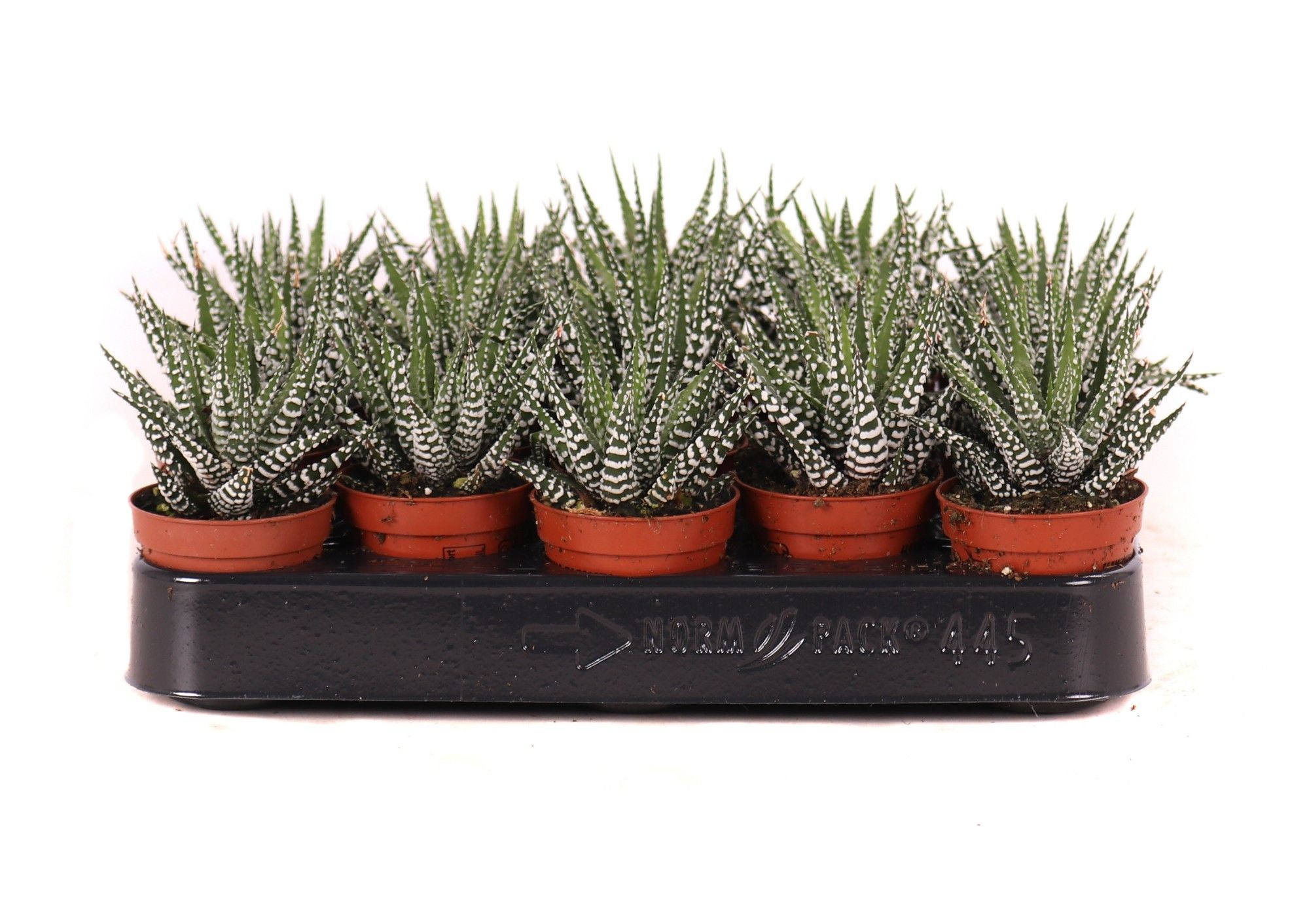 Haworthia big band 5,5 cm, D 5,5