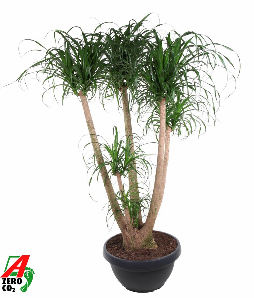 Beaucarnea vertakt P55 - 4ft, D 55