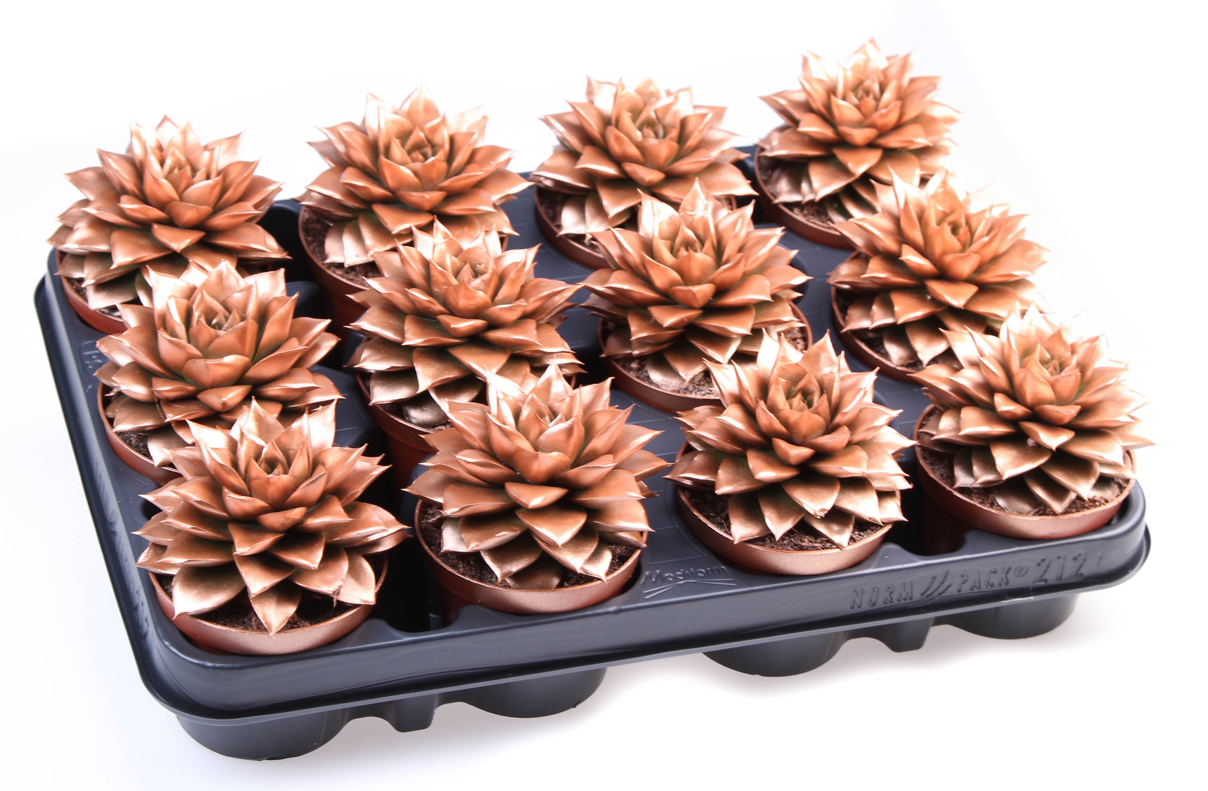 Rainbow purper bronze, D 8,5