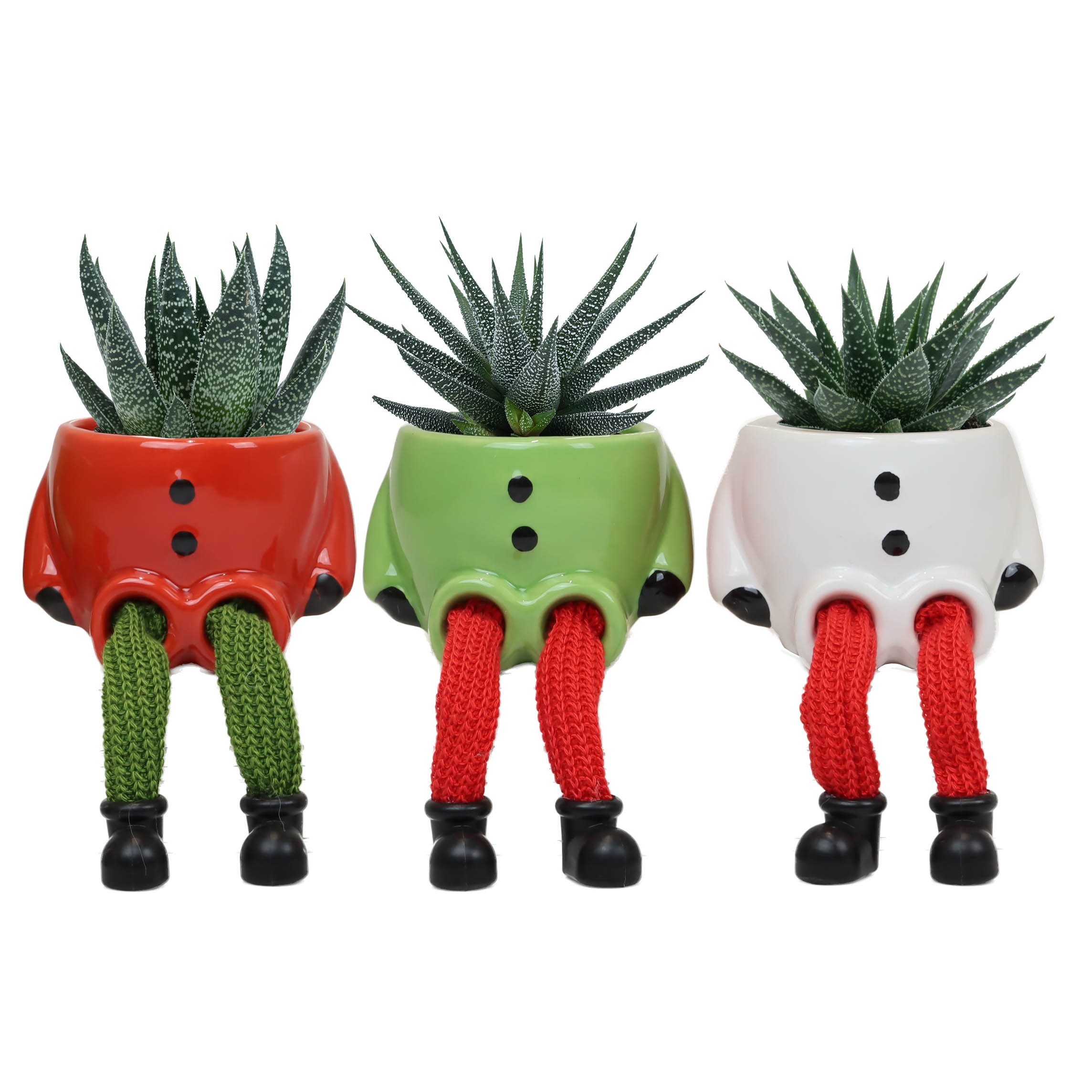 Aprés Ski with Succulent mix, D 6