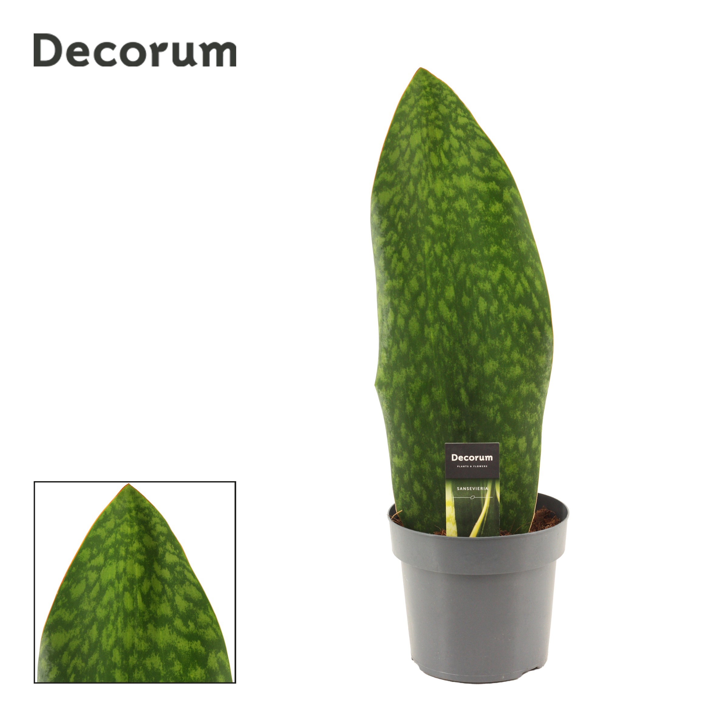 Sansevieria Masoniana 17 cm Green (Decorum), D 17