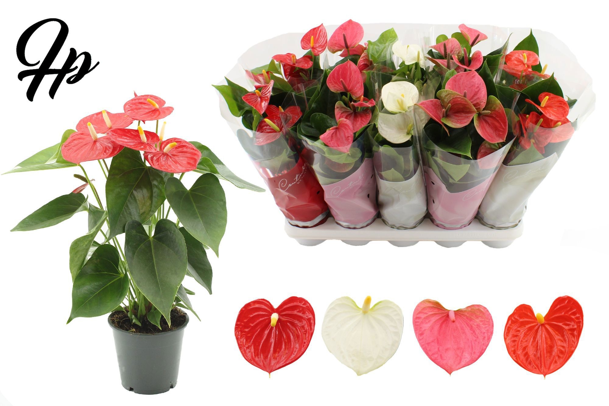 Anthurium 12 cm 4 color mix in Couture sleeve, D 12