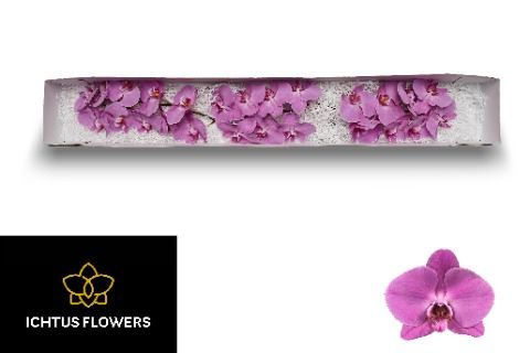 Фалинопсис Кунмин x25, шт.