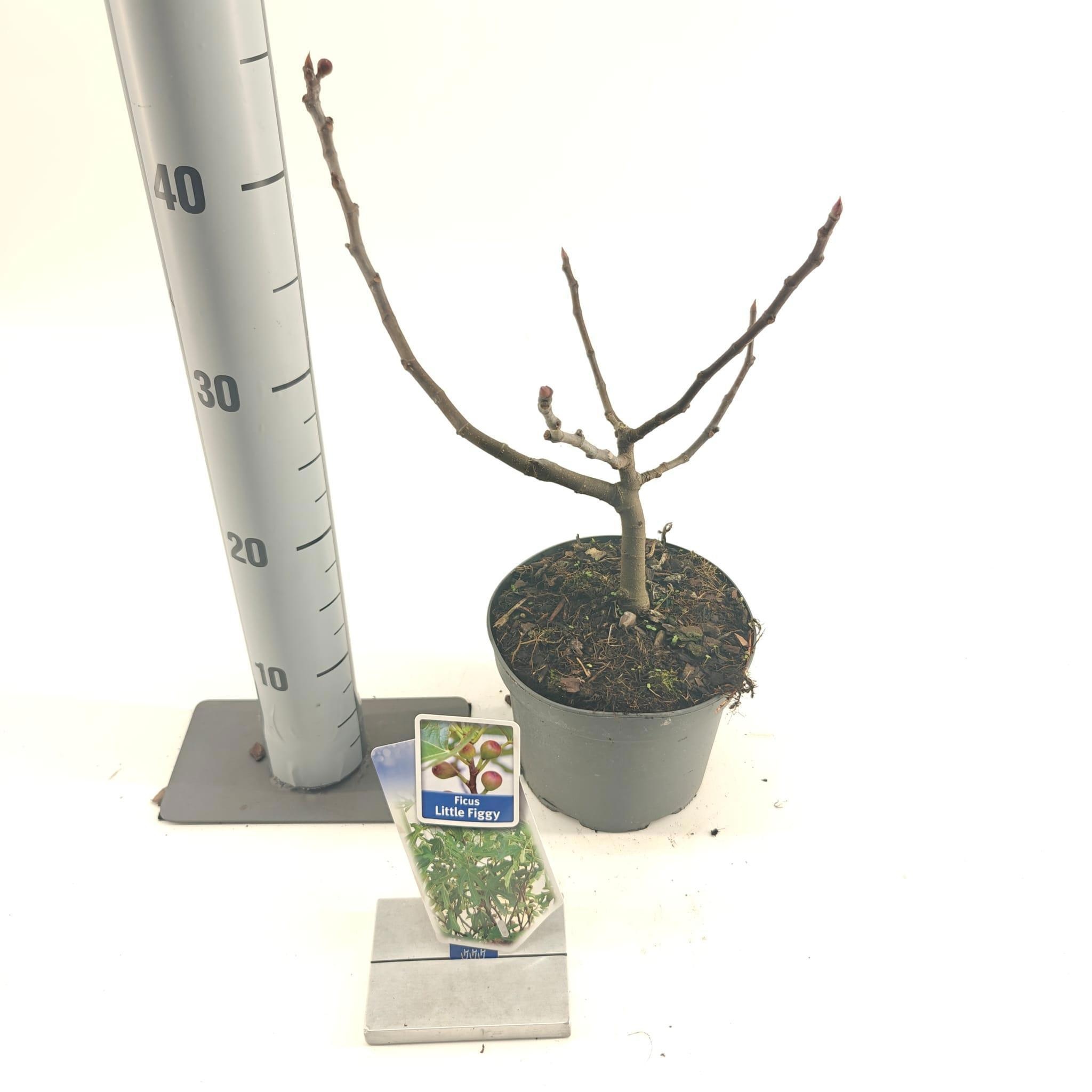 Ficus carica Little Miss Figgy ('LMF01'PBR), D 17