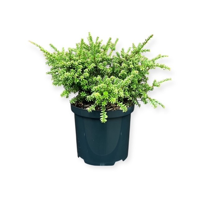 Podocarpus n. 'Kilworth Cream', D 18