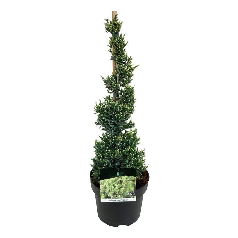 Juniperus sq. 'Holger', D 23