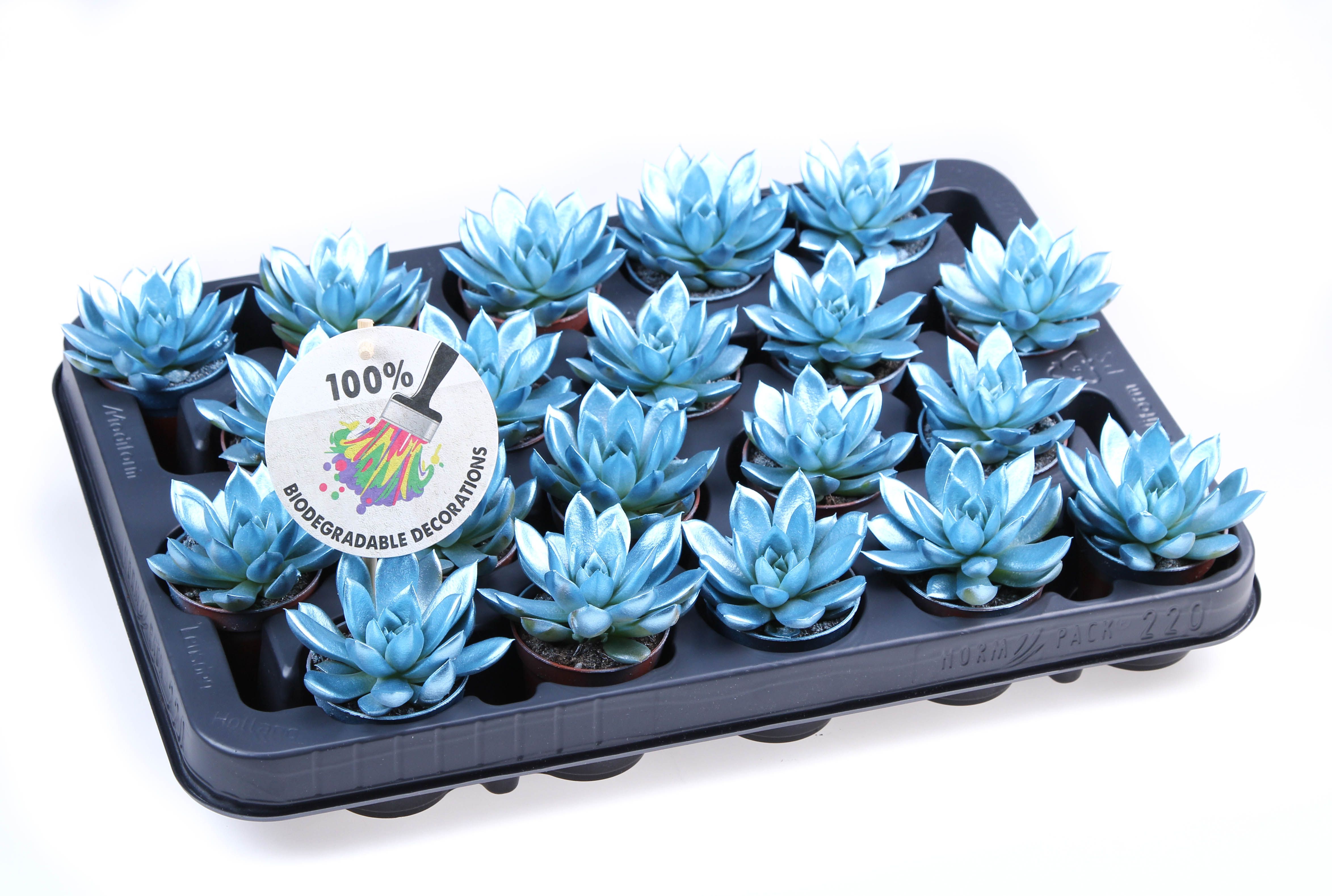 Rainbow metallic blue, D 5,5