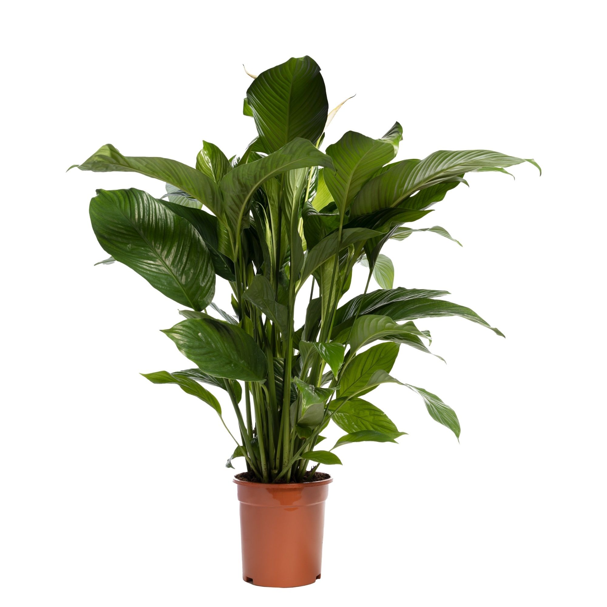 Spathiphyllum 'Sweet Lauretta' BLANCO, D 21